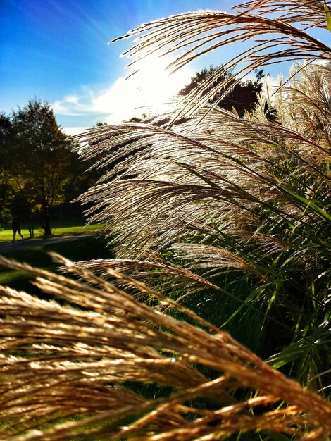 L'erba alta nel parco contro il cielo