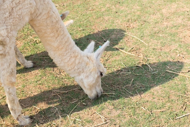 L'erba bianca da mangiare della lana di alpaca