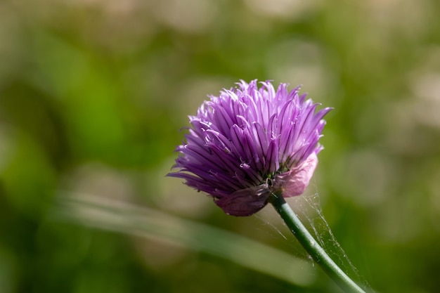 L'erba cipollina viola in fiore pianta la fotografia macro in una soleggiata giornata estiva