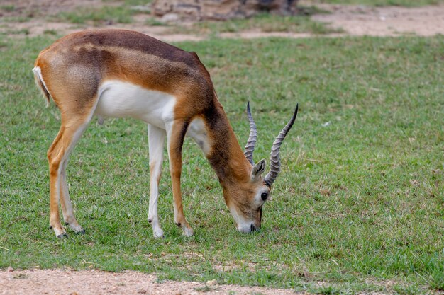 L&#39;erba dell&#39;agnello springbok nel giardino alla Tailandia