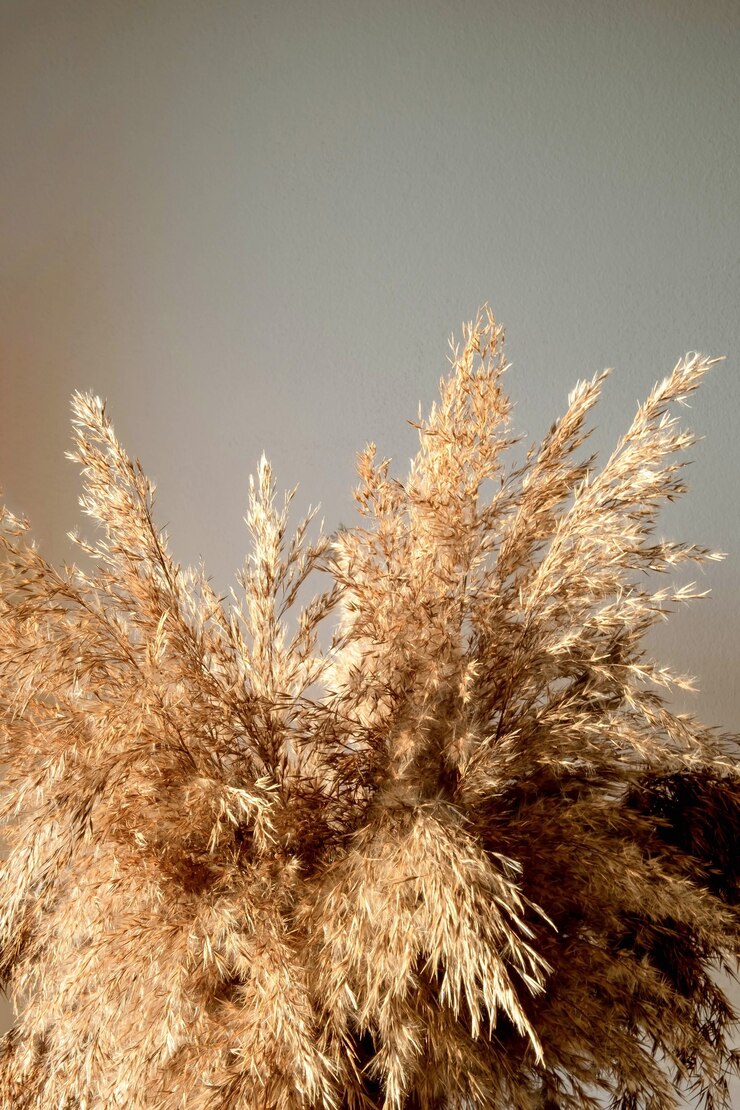 L'erba della pampa beige dorata si trova in un vaso di vetro