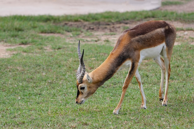 L'erba eatting dell'antilope saltante nel giardino alla Tailandia