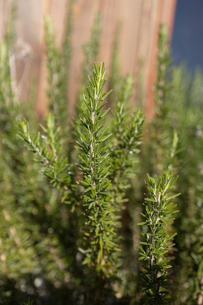 L'erba fresca del rosmarino cresce all'aperto Foglie di rosmarino Primo piano