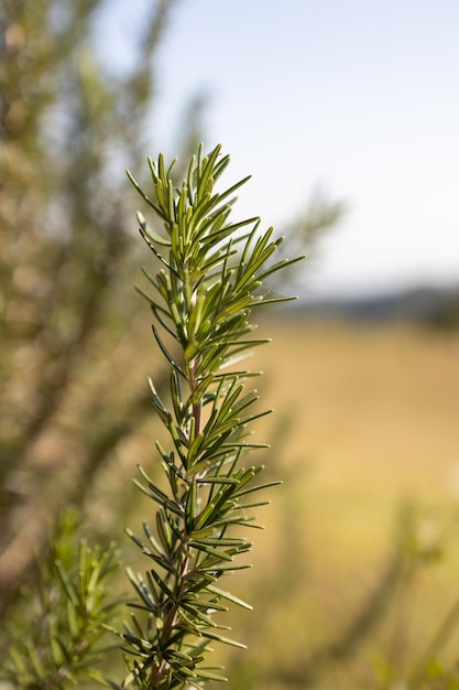 L'erba fresca del rosmarino cresce all'aperto Foglie di rosmarino Primo piano