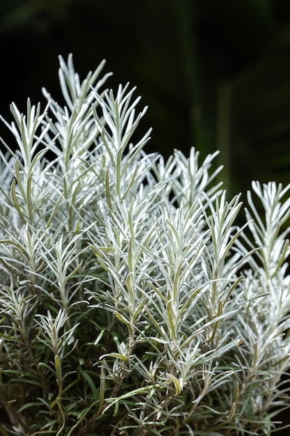 L'erba fresca del rosmarino si sviluppa all'aperto. Foglie di rosmarino Primo piano.