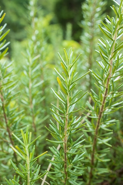 L'erba fresca del rosmarino si sviluppa all'aperto. Foglie di rosmarino Primo piano.