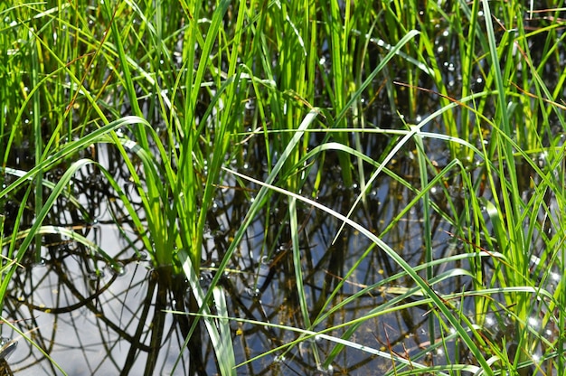 L'erba nell'acqua