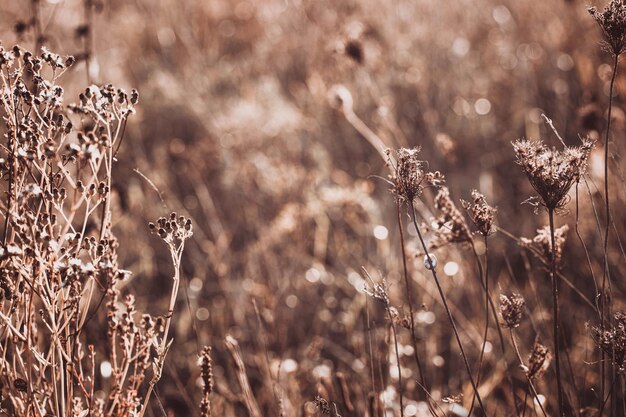 L'erba selvaggia d'autunno su un prato