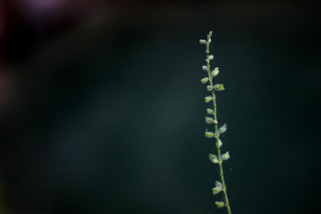 l'erba selvatica fiorisce nel cortile