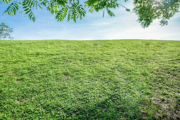 L&#39;erba sulla collina