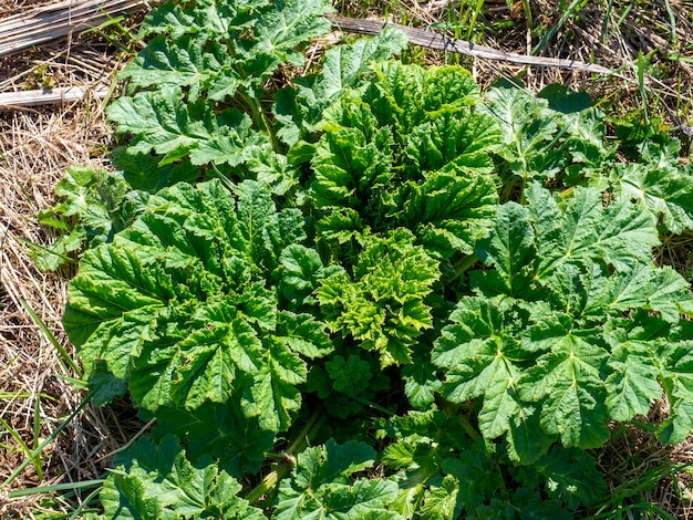 L'erba velenosa heraculum sosnowskyi in primavera. Foglie verdi, vegetali, velenose, tubolari. Un problema globale.