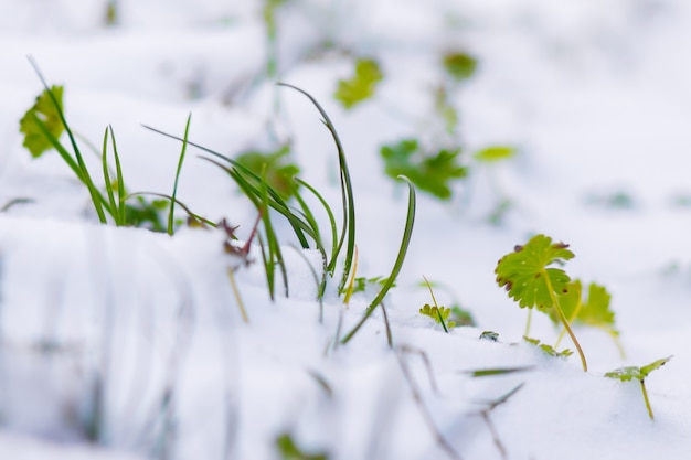 L'erba verde è coperta di neve. Prima neve. In primavera l'erba germoglia attraverso la neve_