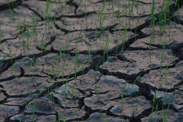 L'erba verde è la crescita su terreno screpolato