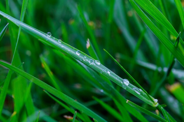 L&#39;erba verde fresca con acqua cade il primo piano