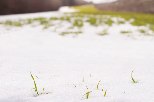 L'erba verde germoglia attraverso la neve