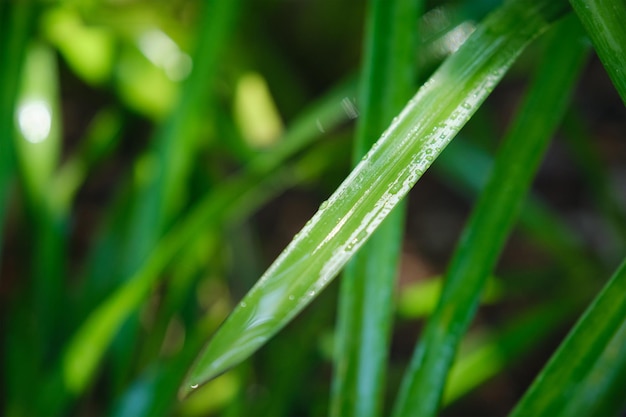 L'erba verde lussureggiante lascia con gocce d'acqua goccioline di rugiada nel vento al mattino
