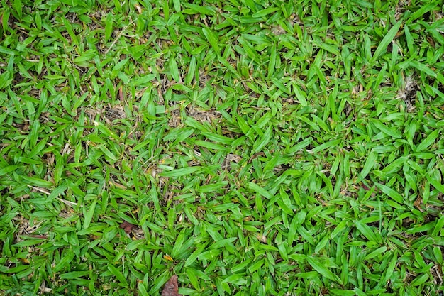 L'erba verde naturale può essere utilizzata come sfondo