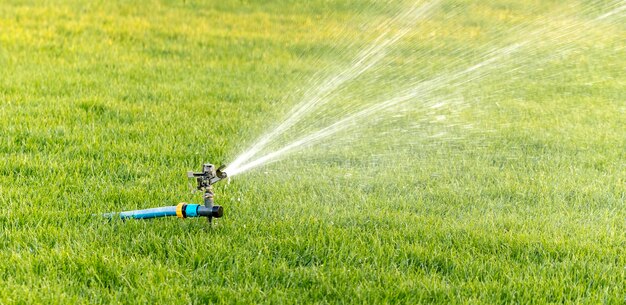 L'erba verde nel campo