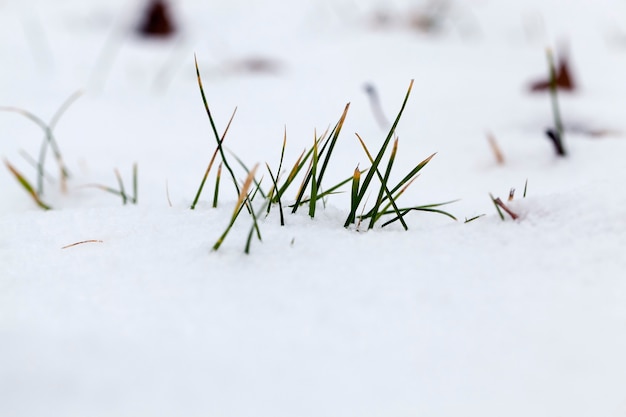 L'erba verde sporge dalla neve nella stagione invernale