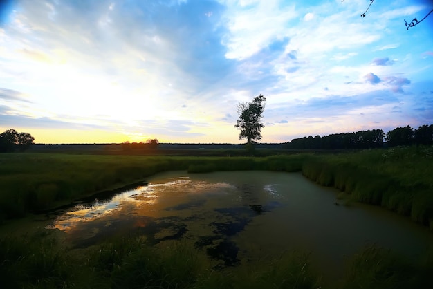 L'erba vicino all'acqua al tramonto