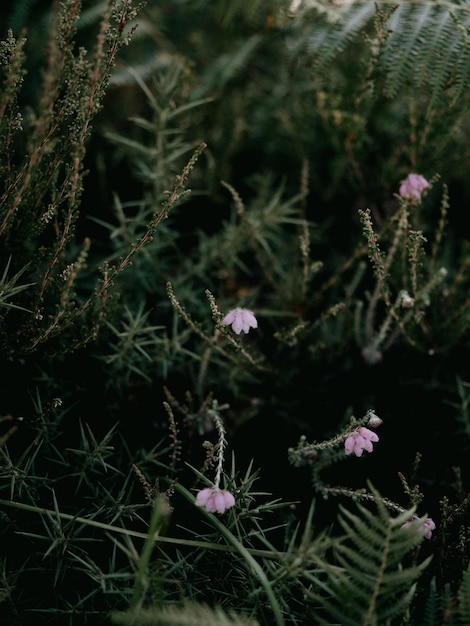 L'erica estiva nella nuova foresta