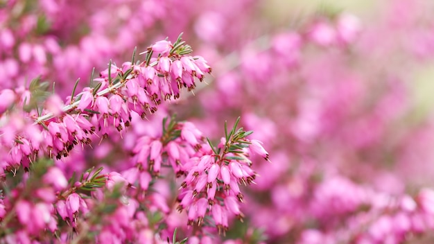 L'erica rosa carnea fiorisce la brughiera invernale nel giardino all'inizio della primavera