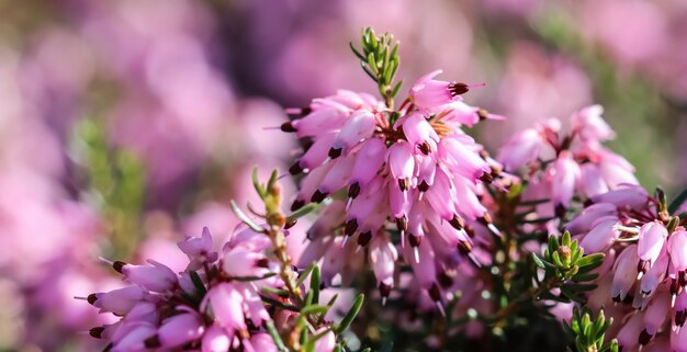 L'erica rosa carnea fiorisce la brughiera invernale nel giardino all'inizio della primavera