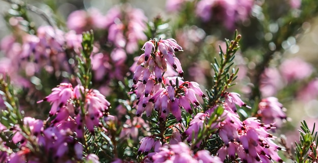 L'erica rosa carnea fiorisce la brughiera invernale nel giardino all'inizio della primavera