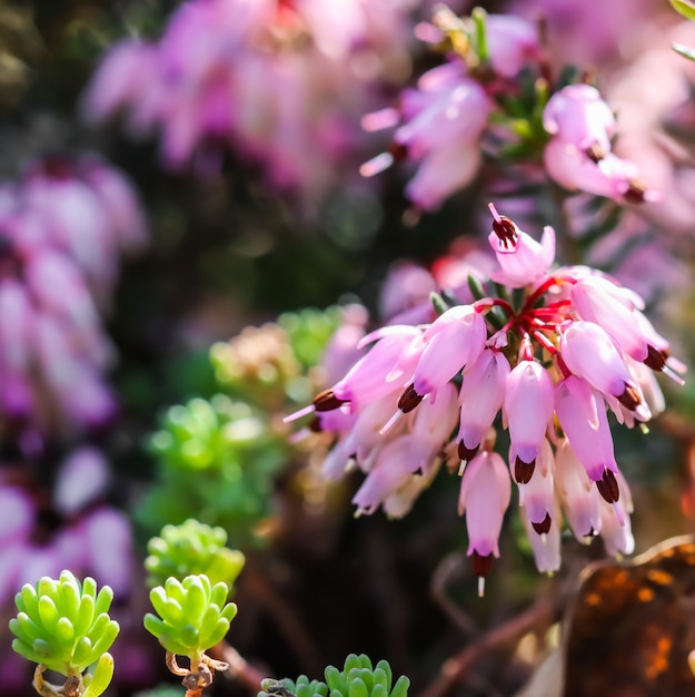 L'erica rosa carnea fiorisce la brughiera invernale nel giardino all'inizio della primavera