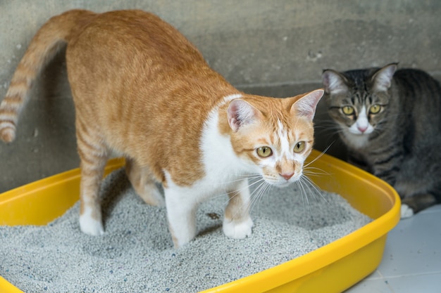 L&#39;escrezione dei gatti è una routine quotidiana.