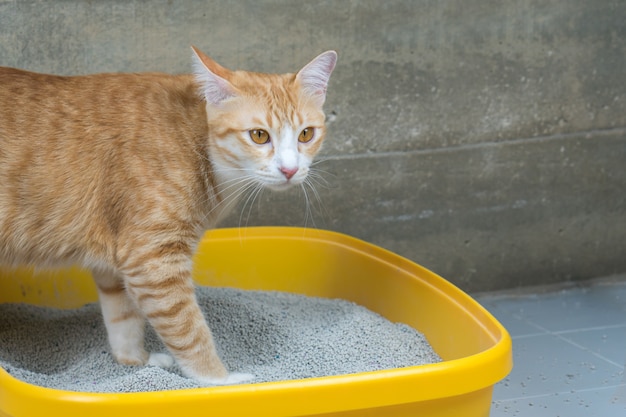 L&#39;escrezione dei gatti è una routine quotidiana.