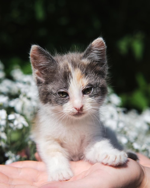 L'essere umano tiene il gattino nelle sue mani sullo sfondo di cespugli verdi in giardino