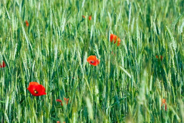 L'estate dei papaveri rossi