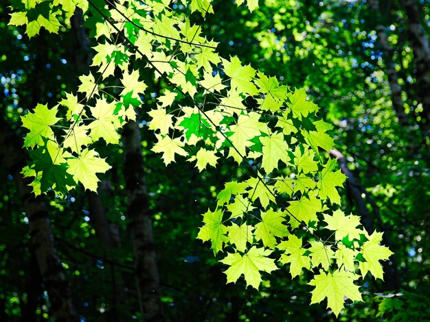 L'estate drammatica lascia il fondo del bokeh