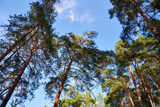 L'estate in una foresta di pini alti pini che raggiungono il cielo blu