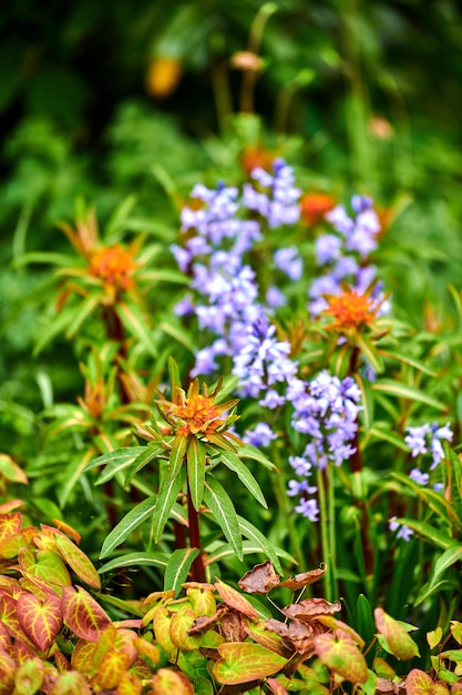 L'euforbia di Pechino e la campanula spagnola fioriscono in un vivace giardino verde all'aperto in una giornata primaverile Bellissimo fogliame lussureggiante in un parco Piante fiorite colorate in un ambiente naturale remoto