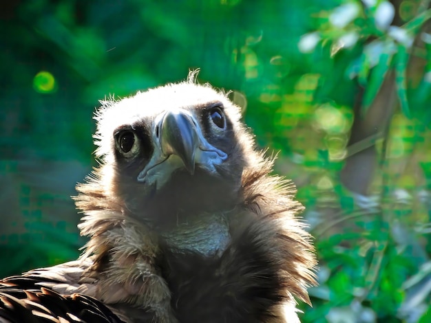 L'Eurasian Griffon Vulture Gyps fulvus siede su un ramo alto Close up portret