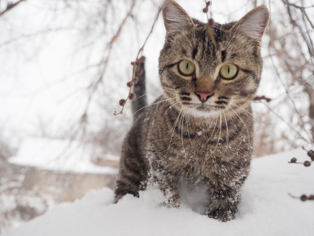 L'European Shorthair sta in inverno con la neve sul mantello.