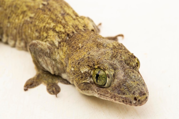 L'Halmahera Giant Gecko Gehyra marginata Ternate dtella isolato su sfondo bianco