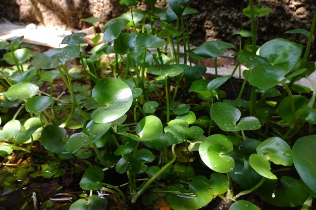 L'heteranthera reniformis cresce negli stagni