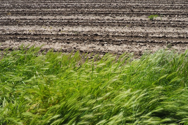 L'Hordeum murinum comunemente noto come orzo da muro o falso orzo è una specie di erba e una parentela stretta