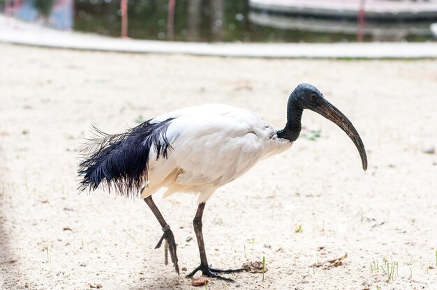 L'ibis è un uccello mitologico egiziano