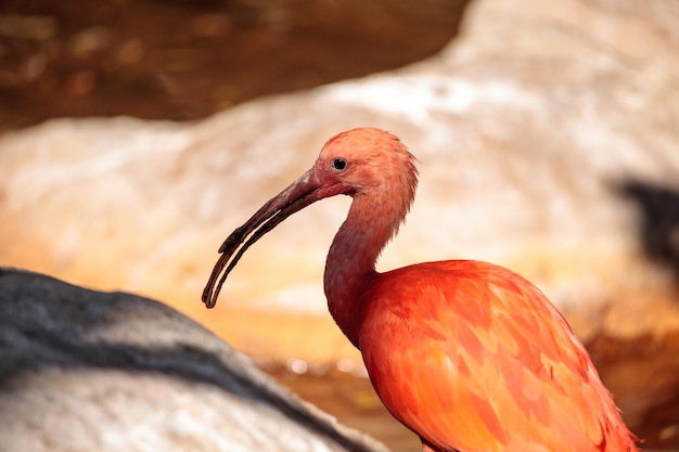 L'ibis scarlatto chiamato eudocimus ruber è un uccello rosa brillante che caccia negli stagni e si trova