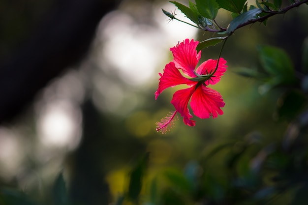 L'ibisco è un genere di piante da fiore della famiglia della malva Malvaceae