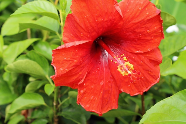 L&#39;ibisco fiorisce al bello nella natura