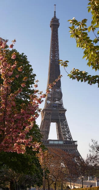 L'iconica Torre Eiffel a Parigi in una soleggiata giornata primaverile dietro i fiori di ciliegio