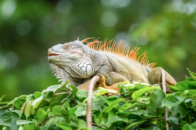 L'iguana allo stato brado.