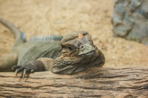 L&#39;iguana del rinoceronte è un raro animale selvatico.