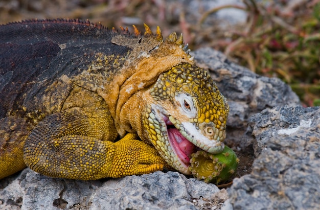 L'iguana di terra sta mangiando il cactus