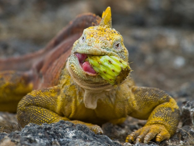 L'iguana di terra sta mangiando il cactus